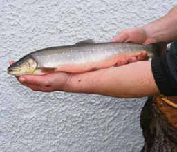 Erich hält Alpenlachs